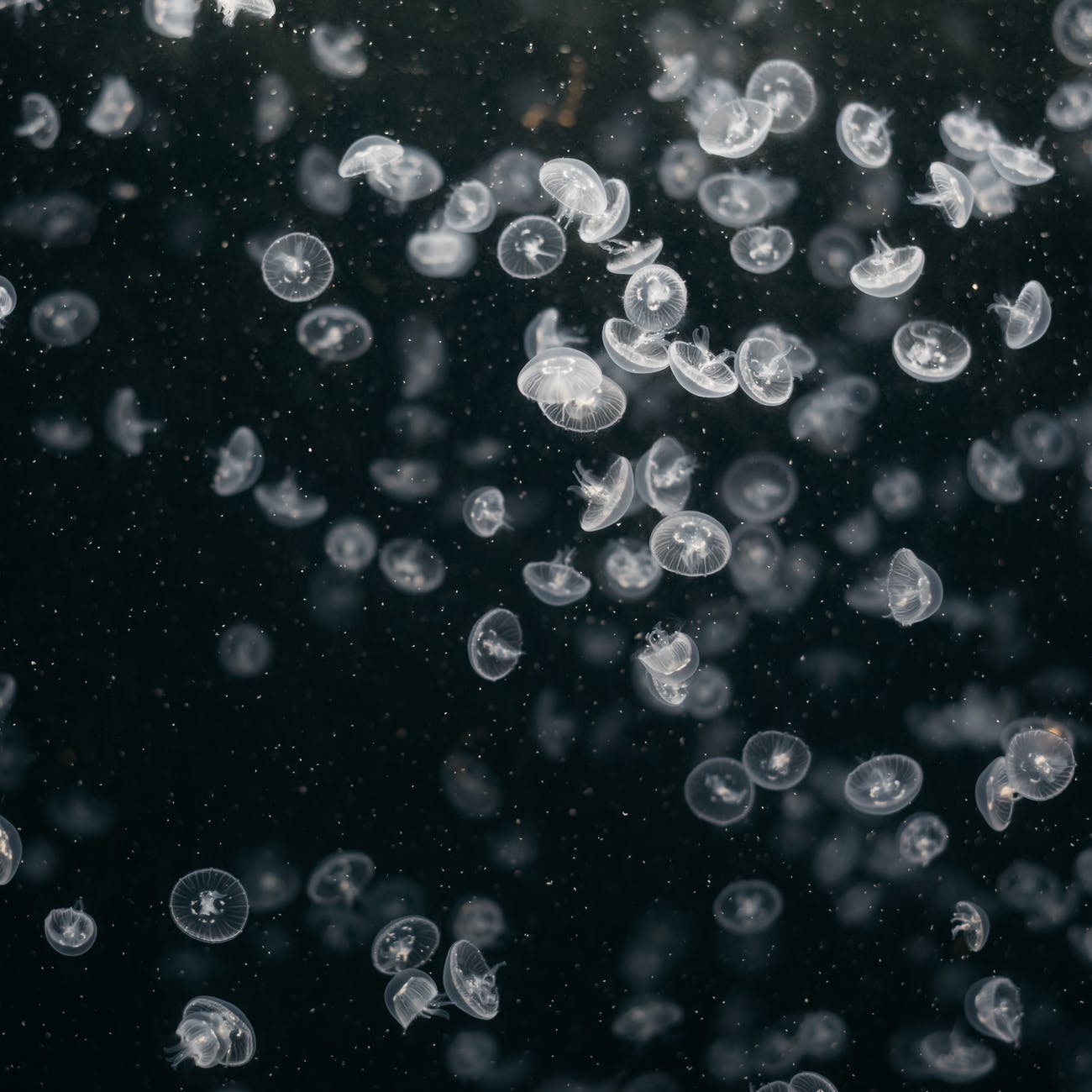close up photo of small jellyfish