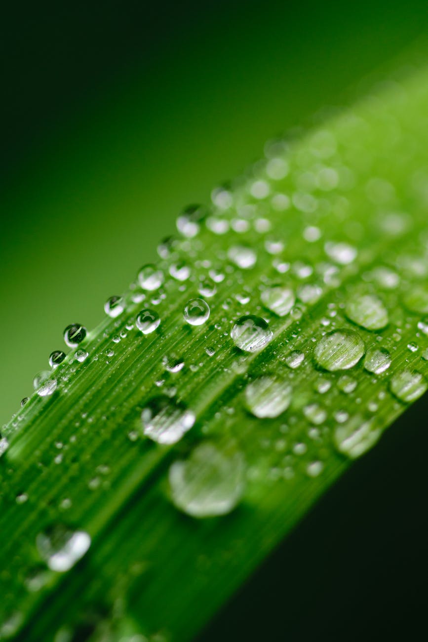 focus photography of green leaf with water droplets