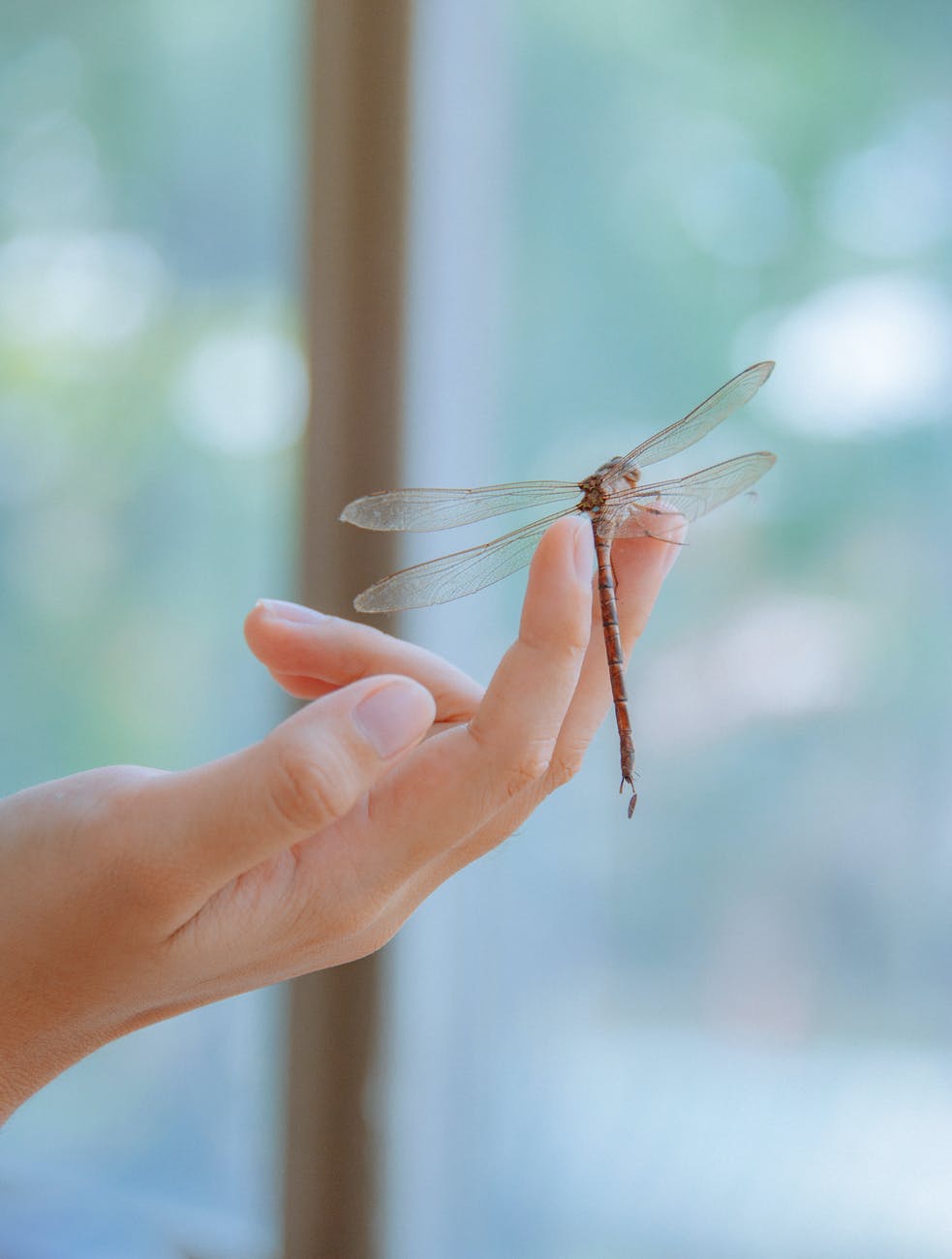 dragonfly perched on human finger in closeup photography